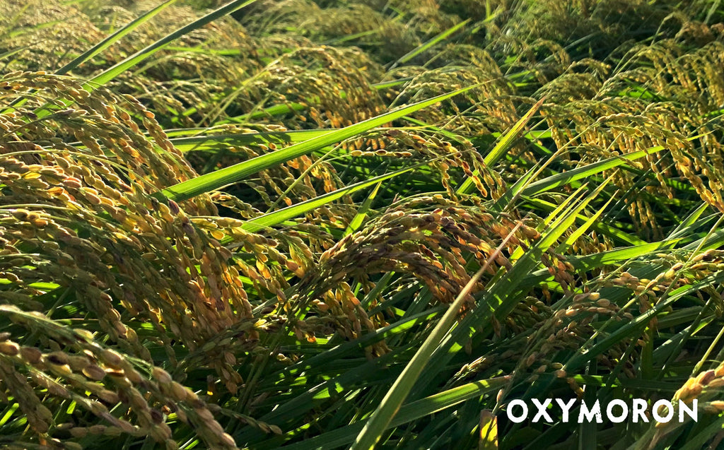 【送料無料】ひかり農園のお米を年内にお届けします