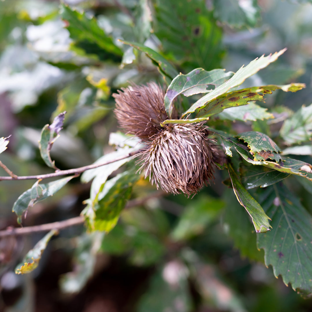 ［yuki onizuka］維束管Lace　ネックレス