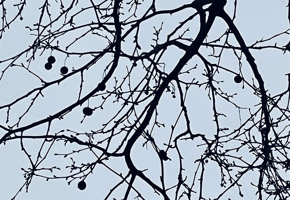 ロベルタ / プラタンヌ・フリュイ