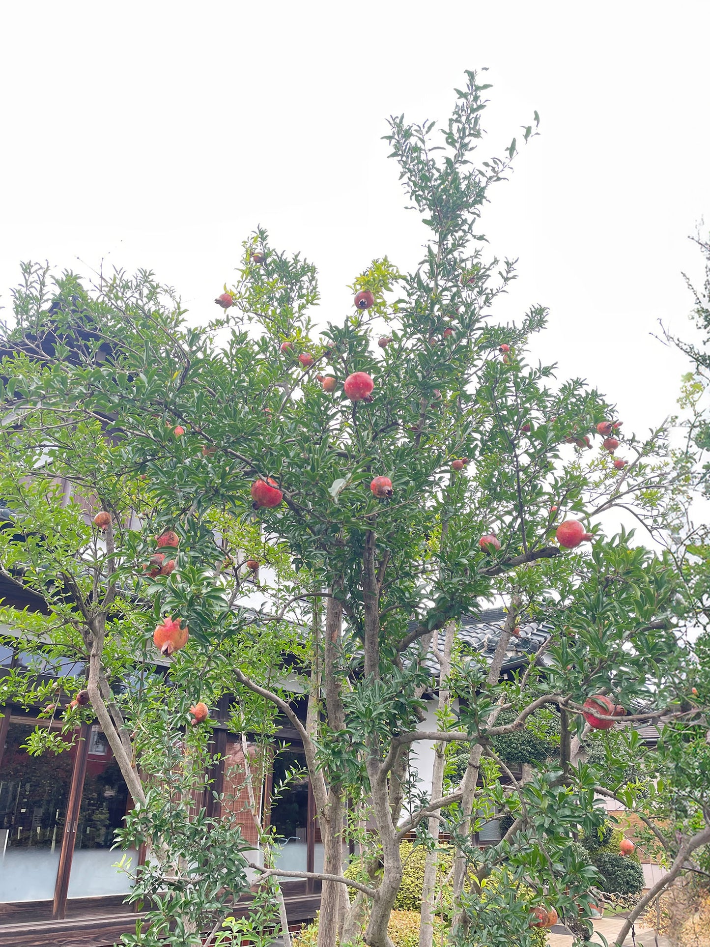 ムショア・柘榴