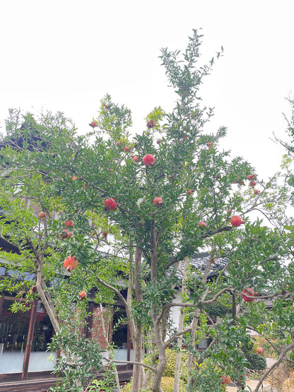 ムショア・柘榴