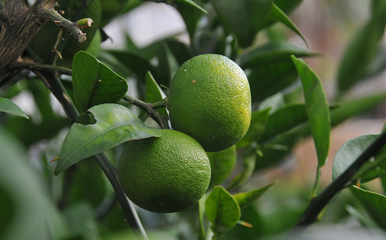 ［丸正酢醸造元］ちゃんぽんず
