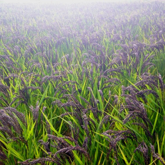 ひかり農園のごはんに混ぜる緑米