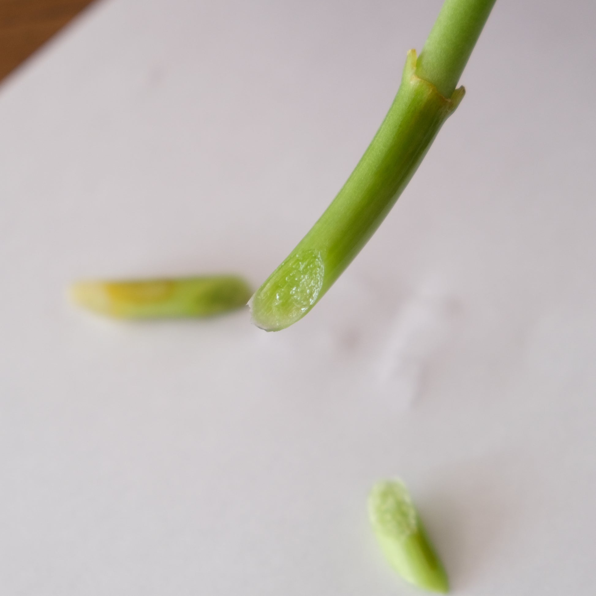 茎の断面