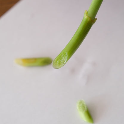 茎の断面
