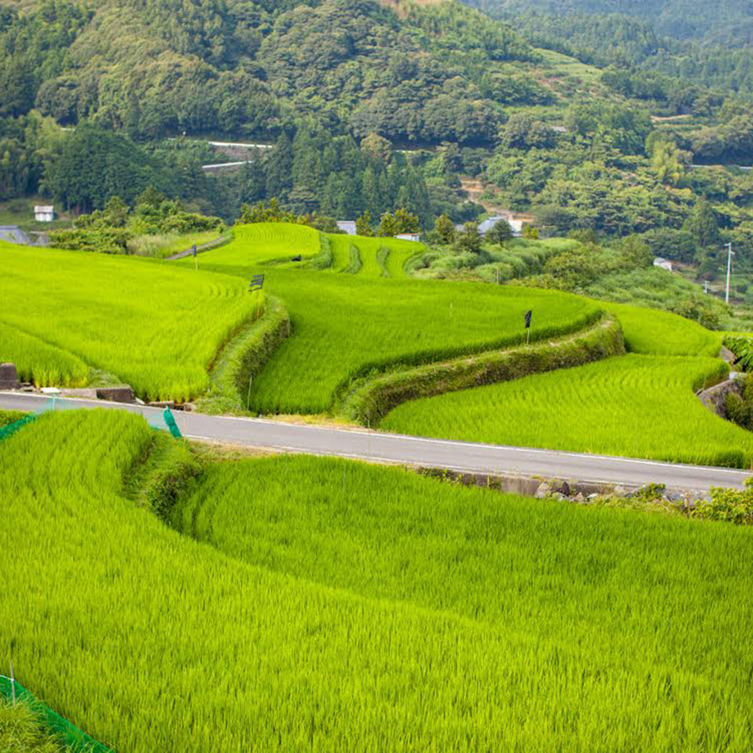 【生産者直送便】［まるざ発芽玄米研究所］発芽玄米の鳥居餅（8個入）